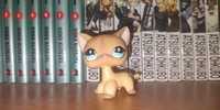 Kotek shorthair lps littlest pet shop #886 oryginalny