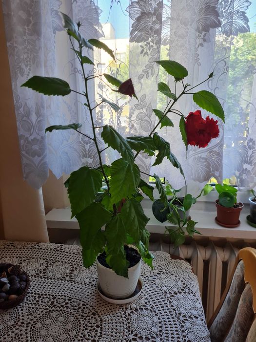 młoda róża chińska - ketmia