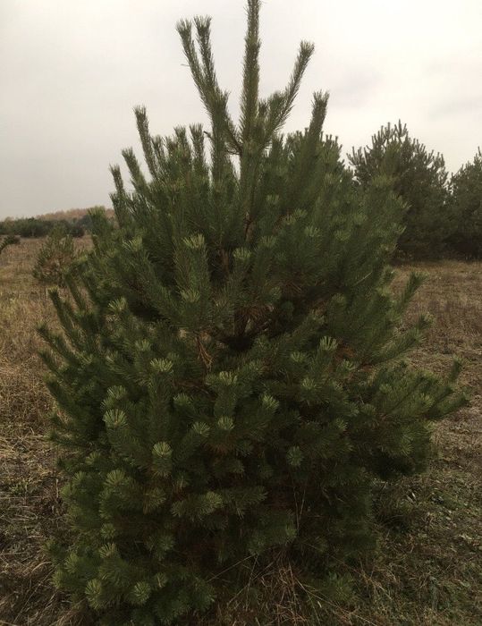 Сосна формована і викопана комом землі