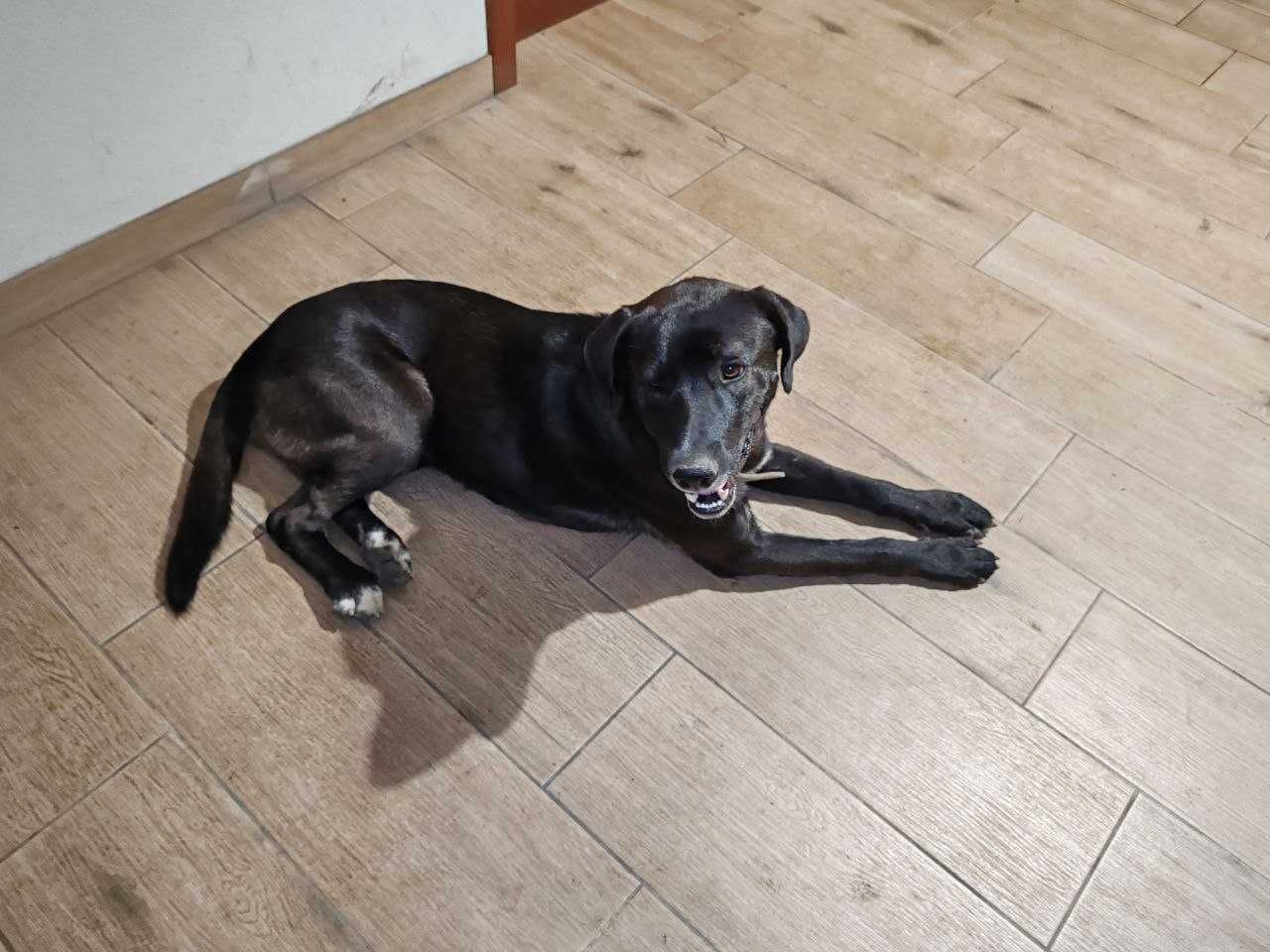 Cão para adoção (com chip e vacinas)