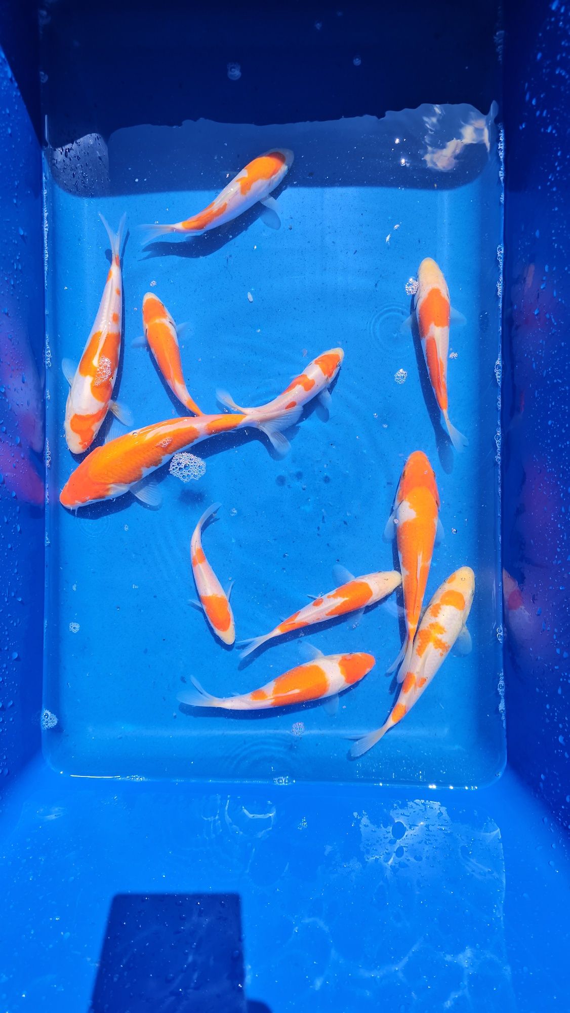 Kohaku Karp Koi -Ślask