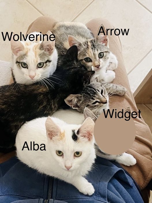 4 gatinhos - adopção responsável