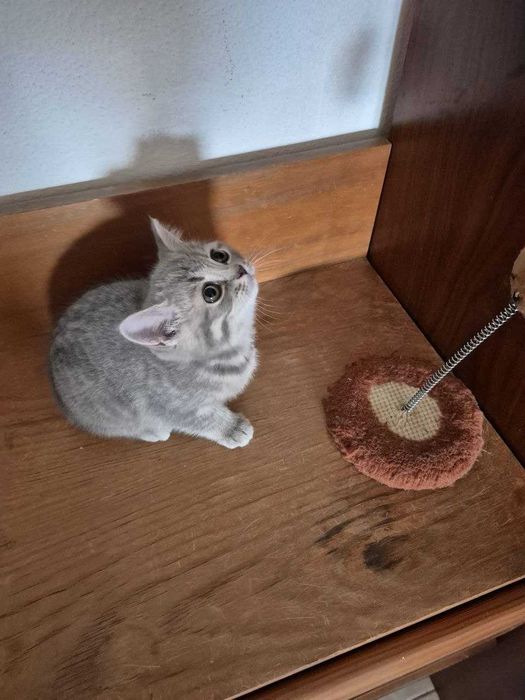 Gatinho "Scotish Straight"