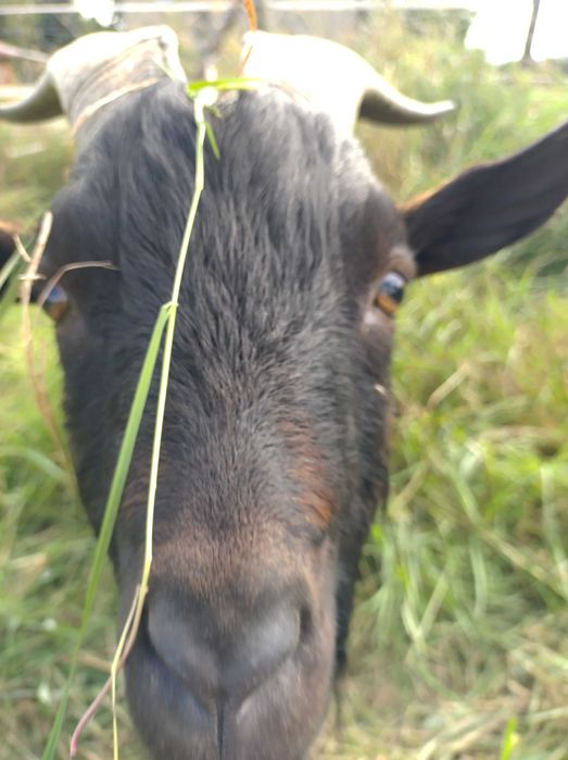 Kozioł miniaturowy wiek 3,5 roku