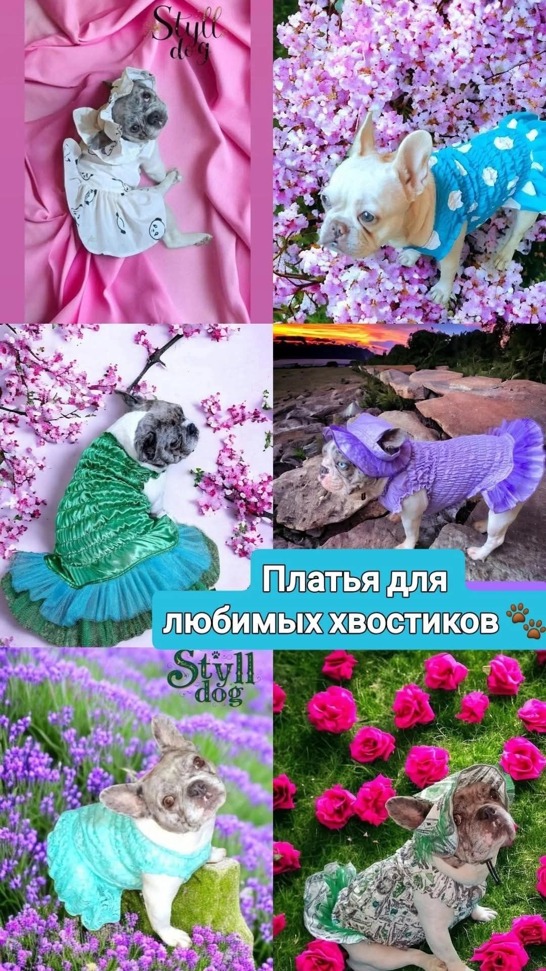 Одежда для собак
