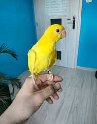 Солнечный ожереловый попугай,желтенькие птенчики выкормыши