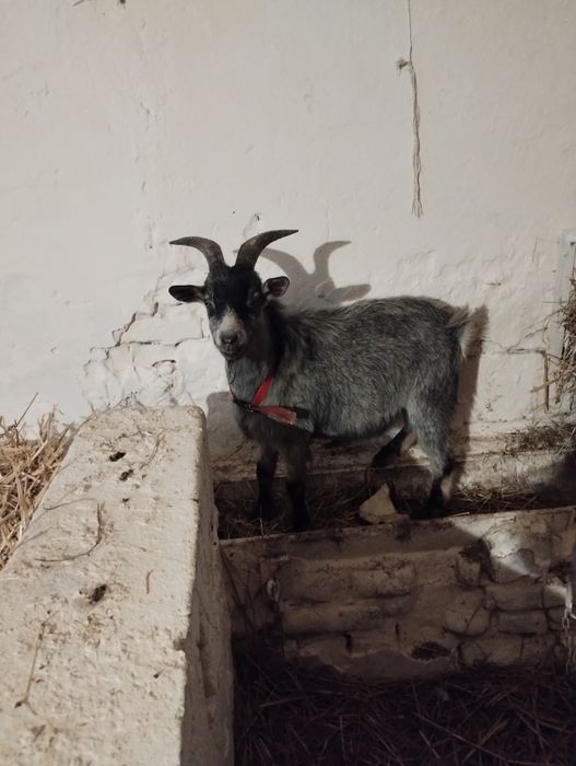 Sprzedam capka  około 5 miesięcy