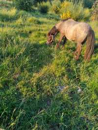 Ponei fêmea Appaloosa prenha