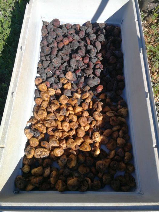 Agricultura Caliços e Conceição