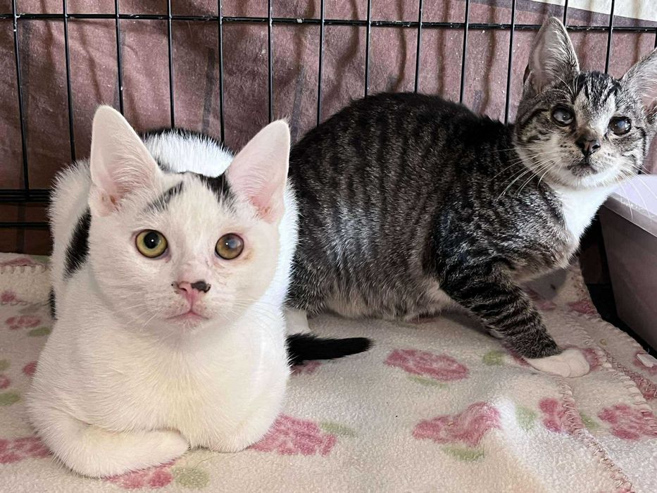 Nie mają szans na adopcję bo są brzydkie? :(