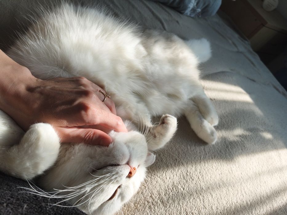 В'язка  чемний кіт шукає наречену