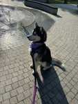 Piękny Husky z rodowodem