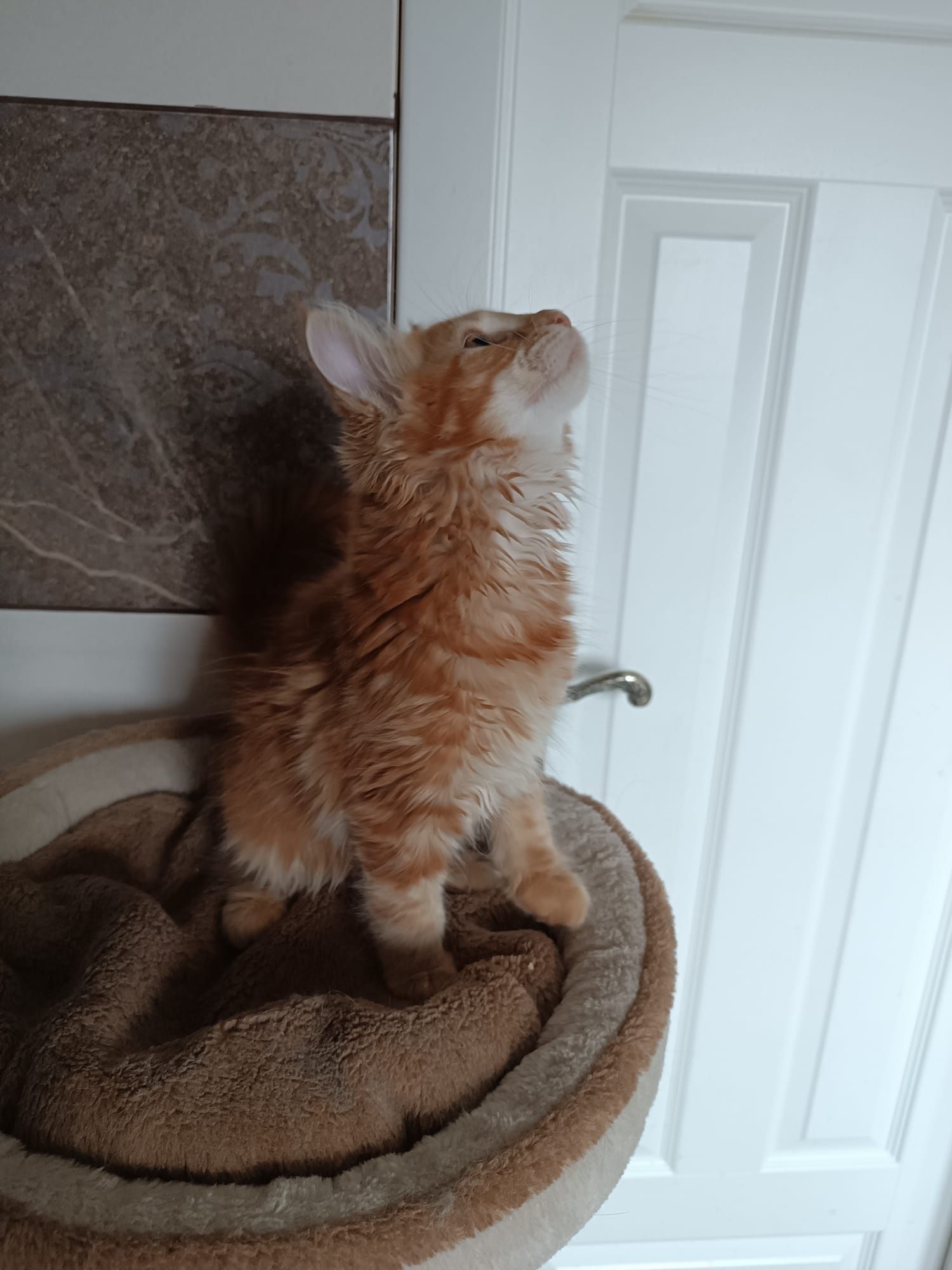 Maine coon FPL.Koteczka,,kot rasowy GOTOWA DO ODBIORU