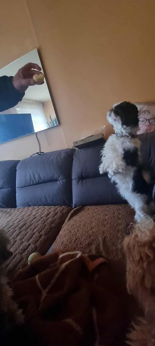 Shih tzu sunia przytulas