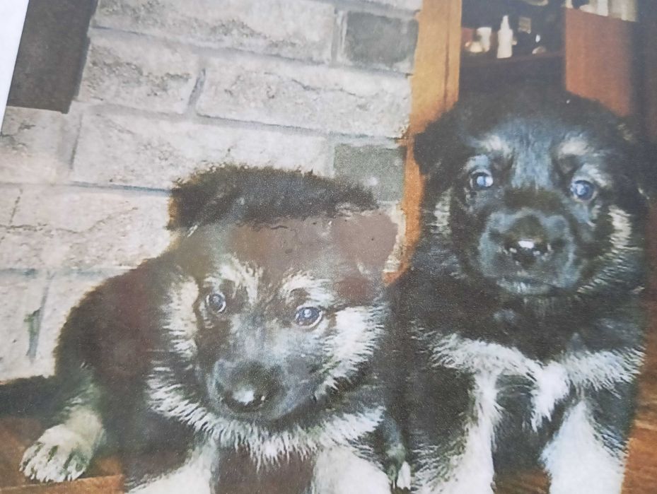 Продажа цуценя дівчинка