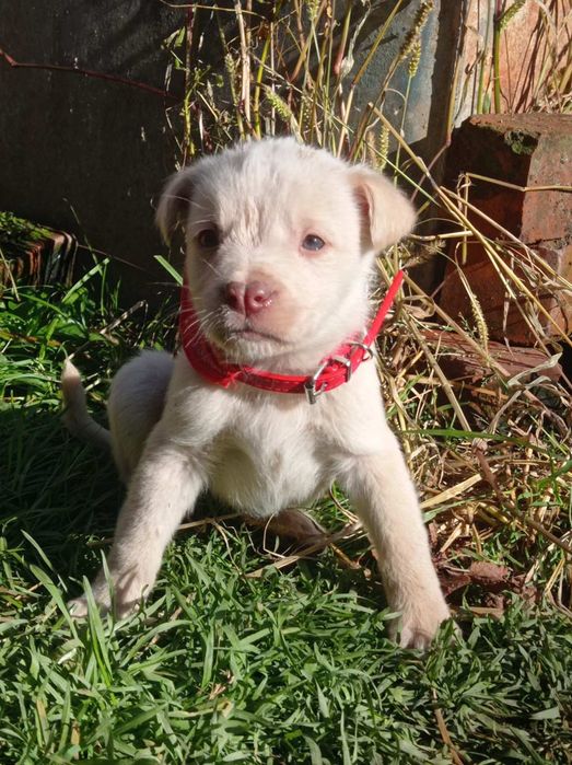 Віддам в добрі руки метиси тато стаф мама двортерєр