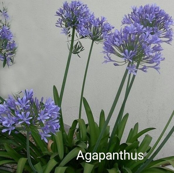 Agapanthus branco e azul (só azul)