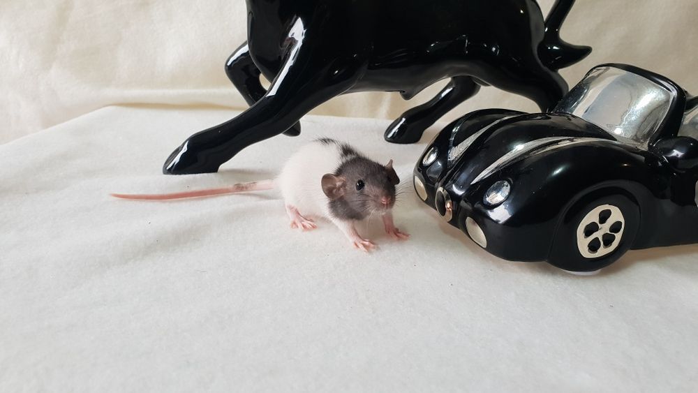 Szczur szczury szurki cudowne maluchy Dowóz do wielu miast w Polsce