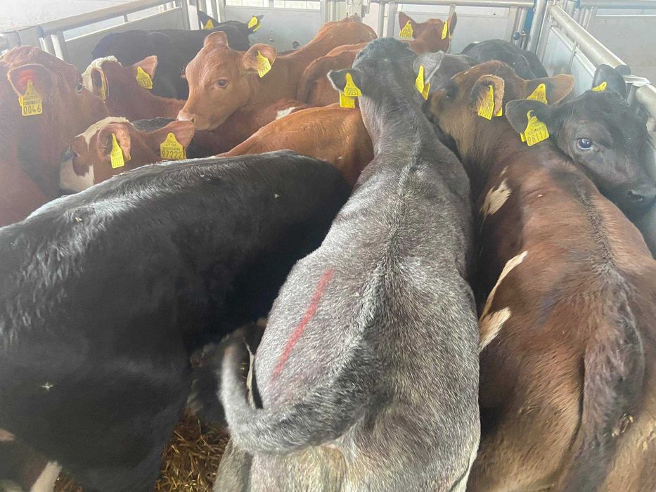 Cielaczki mięsne Płońsk