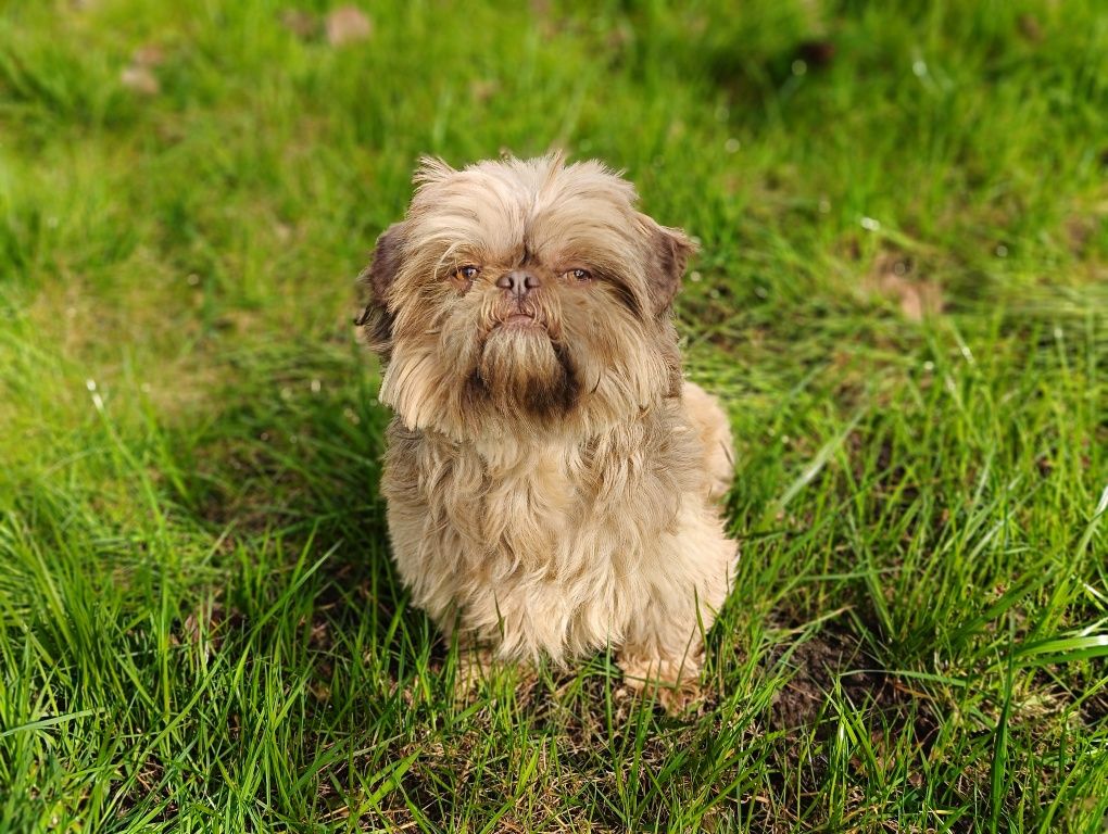 Shih Tzu czekoladowy, reproduktor sprzedam