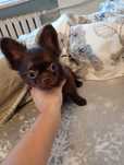Chihuahua piesek czekoladowy