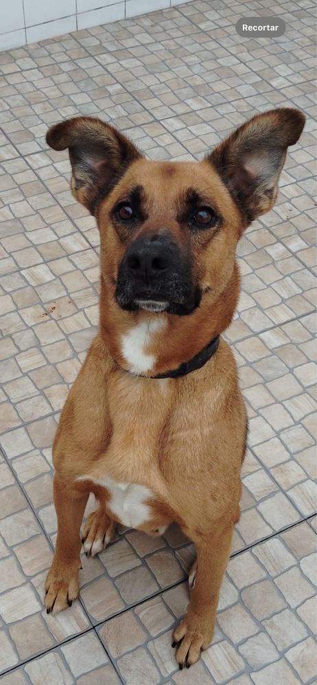 Yoshi para adoção responsável