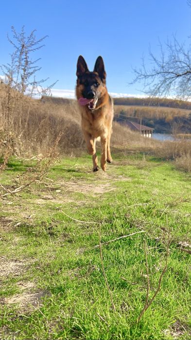 Кобель Немецкой овчарки вязка