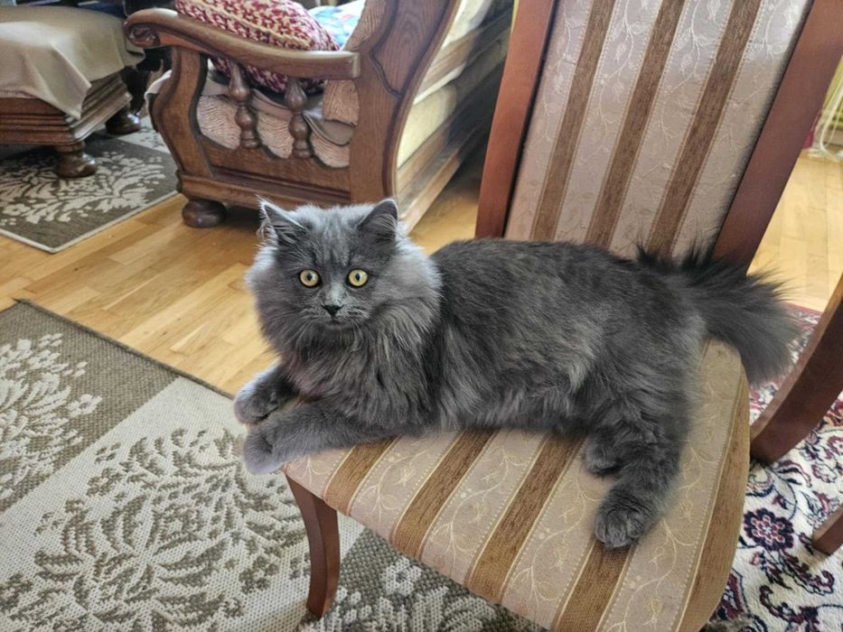 Koty syberyjskie, kotki syberyjskie