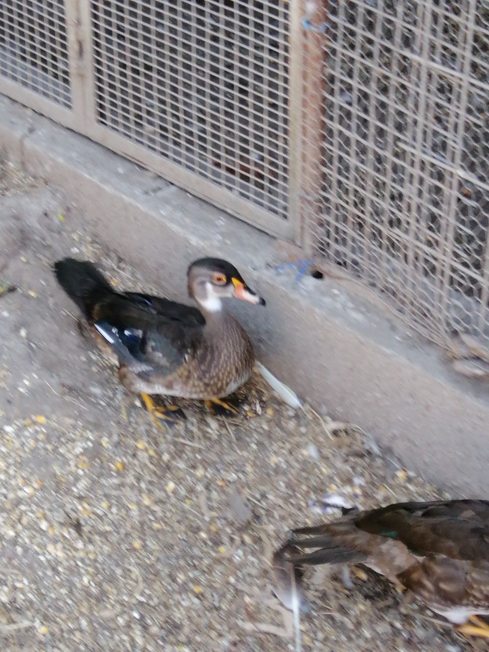 Pato carolino macho ou troco por jaula para cordonizes