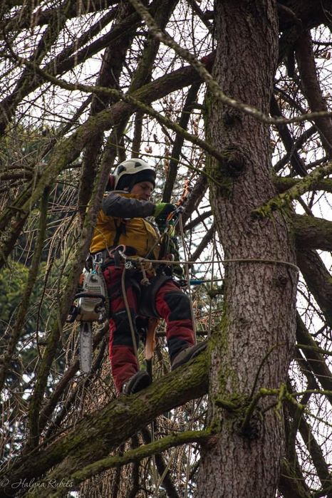 Зрізаємо дерева будь-якої складності(арбористика)!