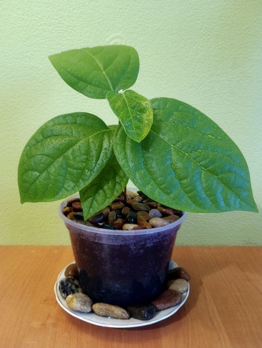 Лимоное дерево продам