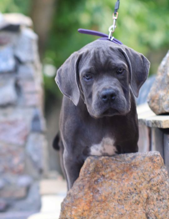 Чудове цуценя хлопчик кане корсо