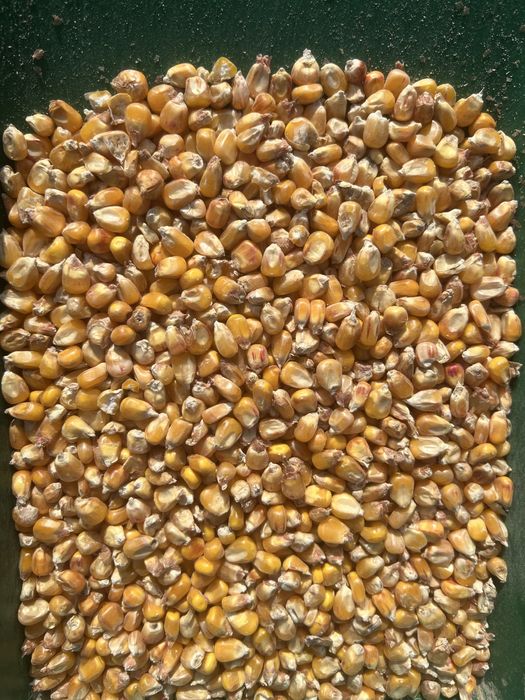 Kukurydza sucha 2025 na pasze, oczyszczona