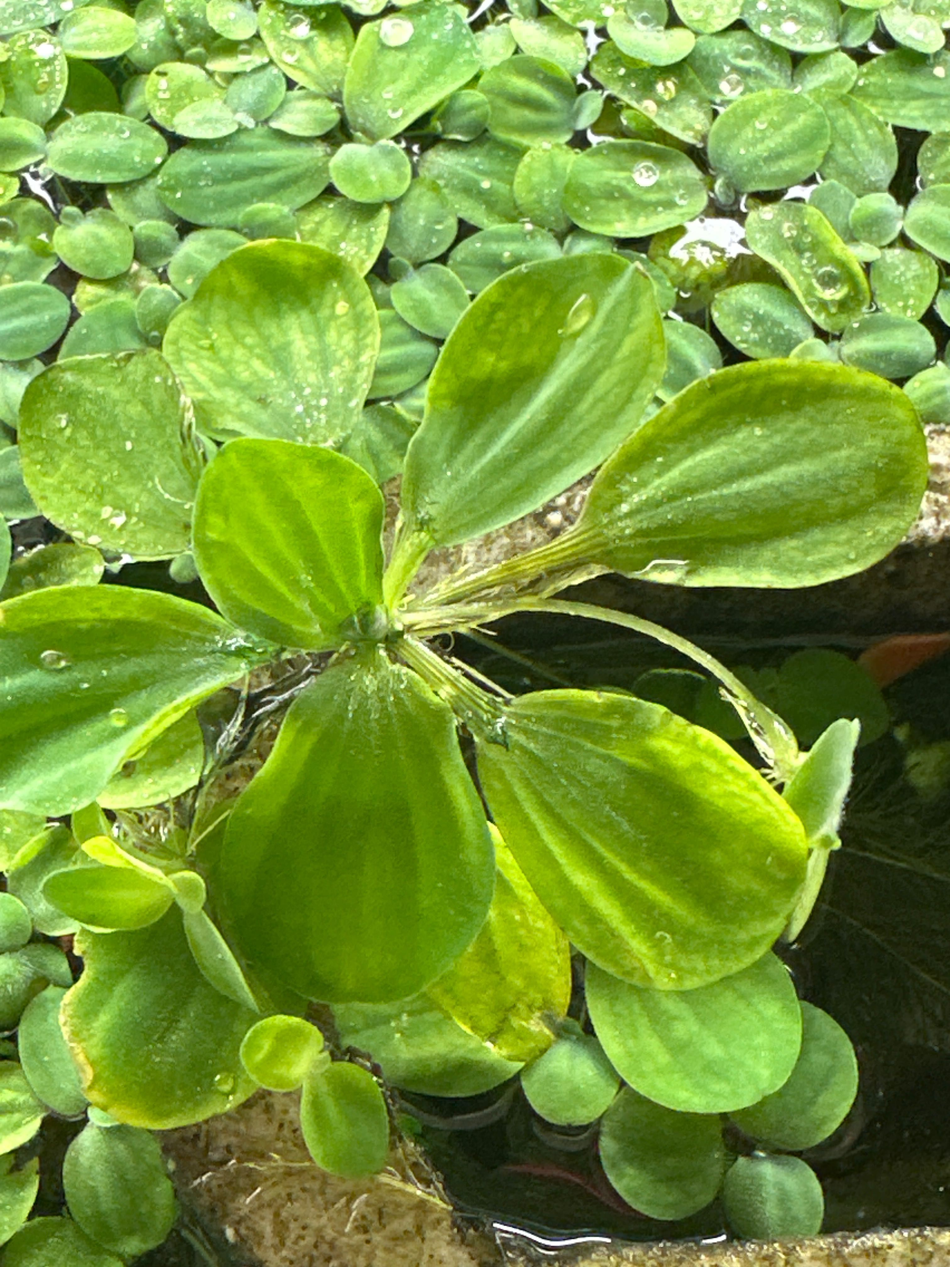 Лімнобіум акваріумний плаваюча рослина водорості в аквариум Пистия