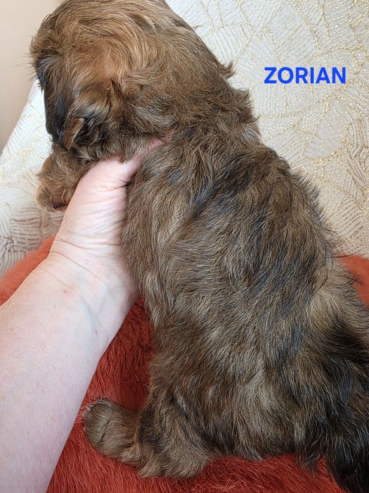 SHIHPOO śliczny chłopczyk