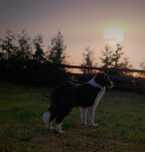 Border collie czekoladowa sunia