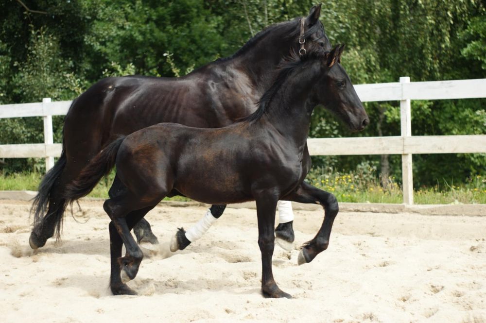 Ogierek ogier Fryzyjski Fenix KFPS ks główna