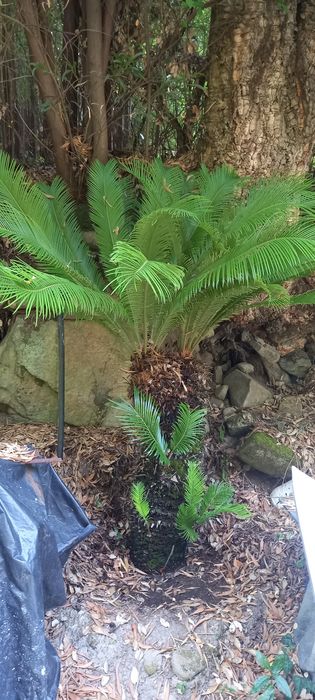 Planta Cyca para Jardim