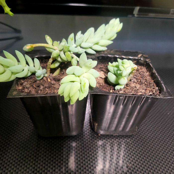 сукуленти  очиток Моргана для флораріум