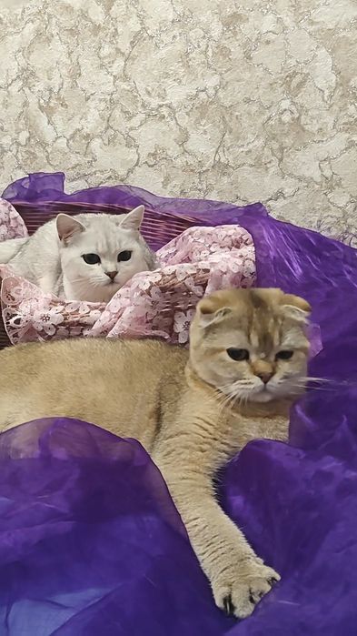 Вислоухая девочка и мальчик в шиншиловом окрасе