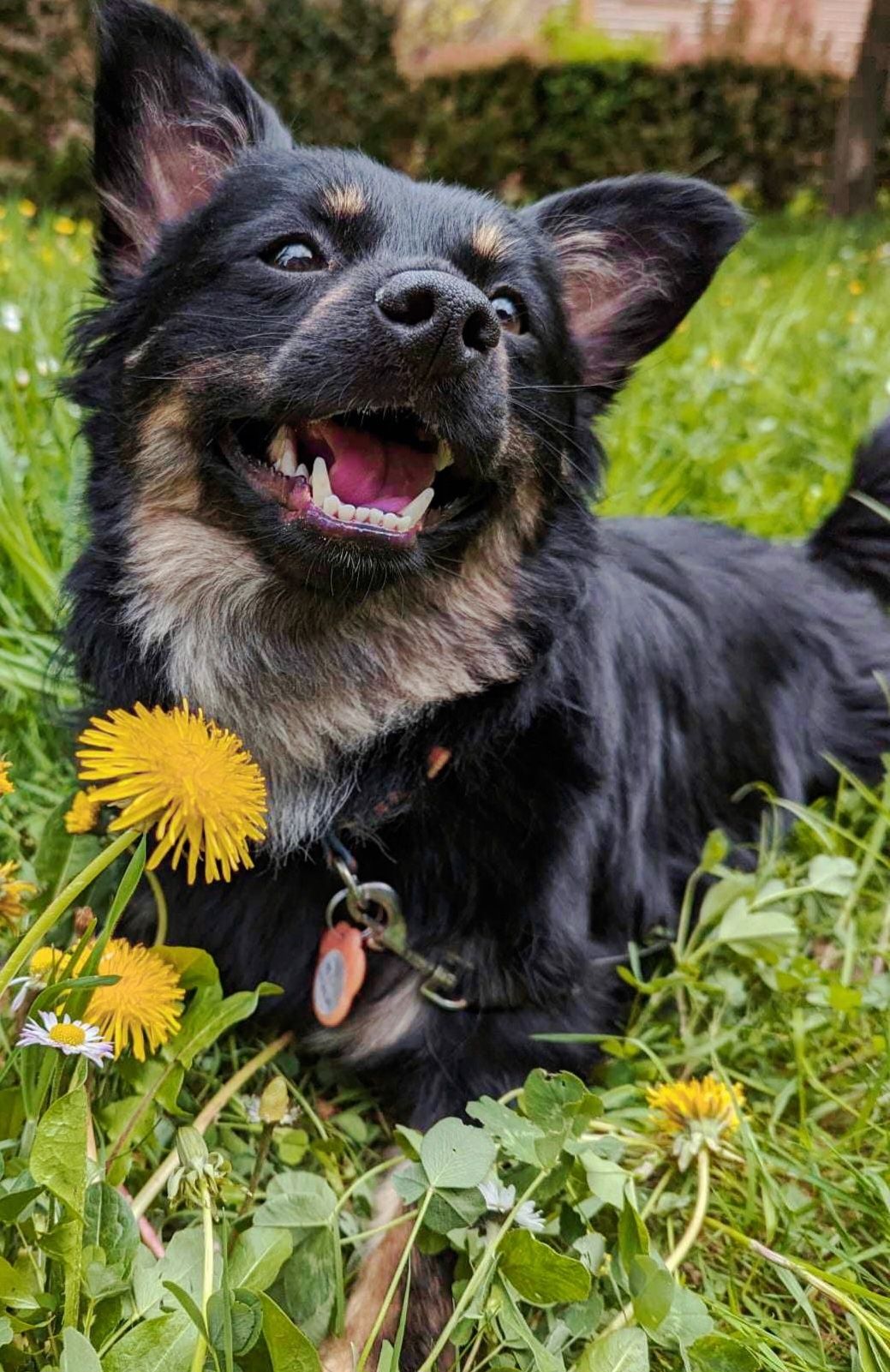 Piękny wesoły mały pies do adopcji Młody psiak szuka domu