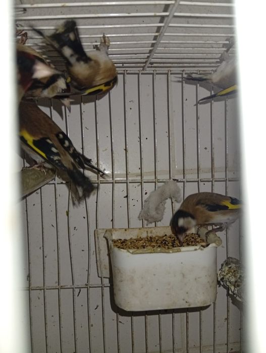 Criador número 562598