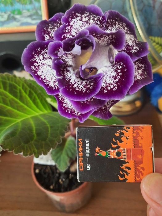 Глоксинии листья