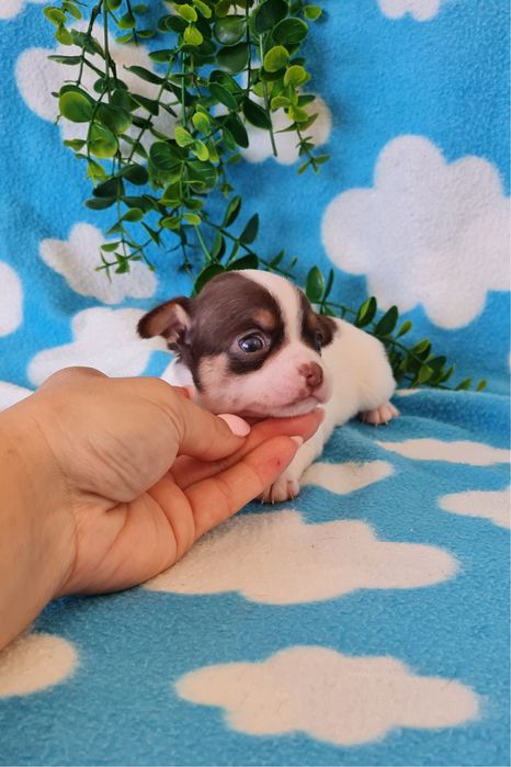 Excelente chocolate Chihuahua/Chiuaua mini, Linhagem Russa, Qualidade