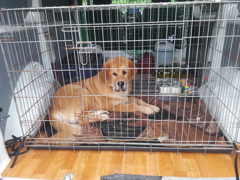 Transport, przewóz zwierząt domowych, psy, koty i inne.