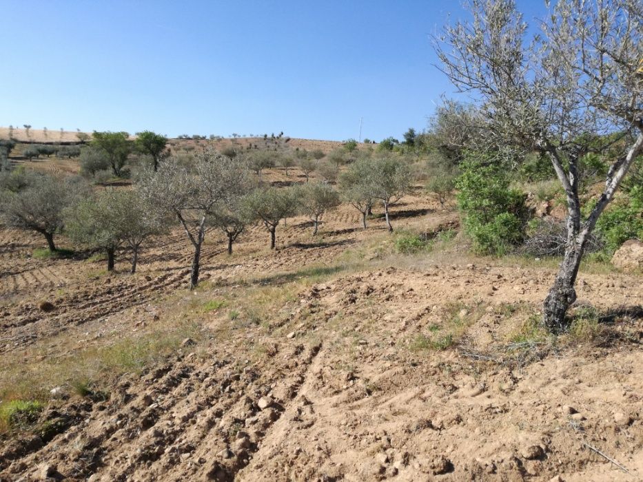 Vendo olival / oliveiras para transplantar, em Sendim Miranda do Douro