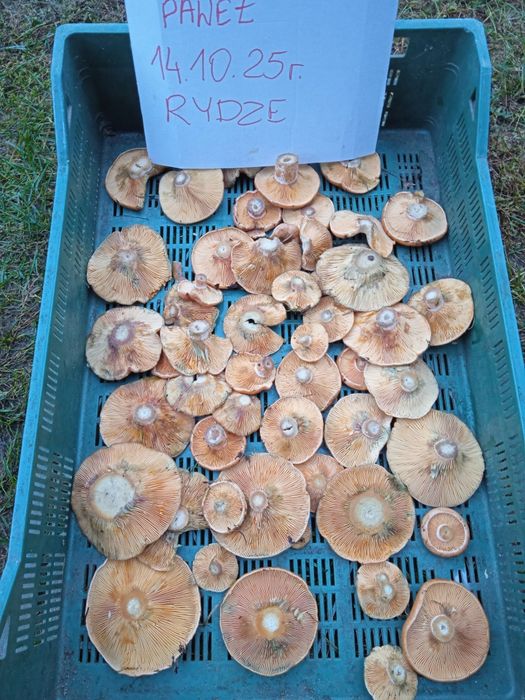 Świeże grzyby rydze rydz