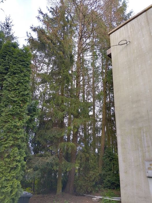 Oddam drzewo na opał, drewno za wycinkę i posprzątanie