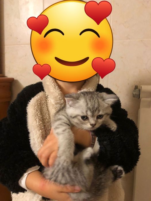 Gatinha Brirish Shorthair -  Amor à Primeira Vista