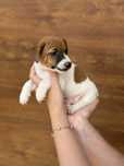 Piesek Jack Rossell Terrier